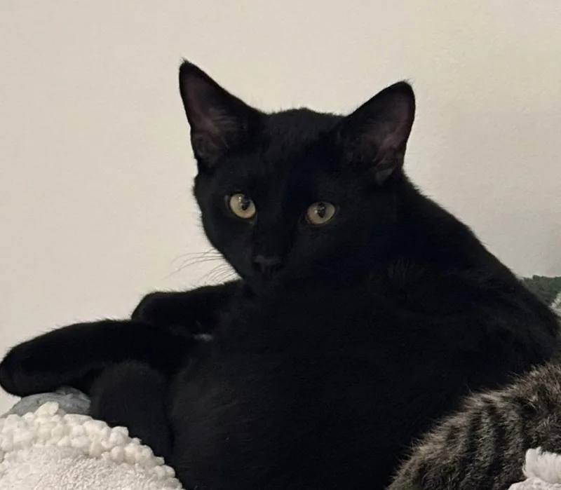A baby medium-sized male Black Domestic Short Hair cat named Arlan for adoption in Walled Lake, MI