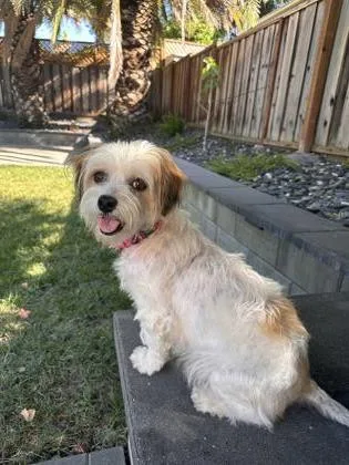 A young small-sized female Mixed Breed dog named Cvs for adoption in Pleasanton, CA