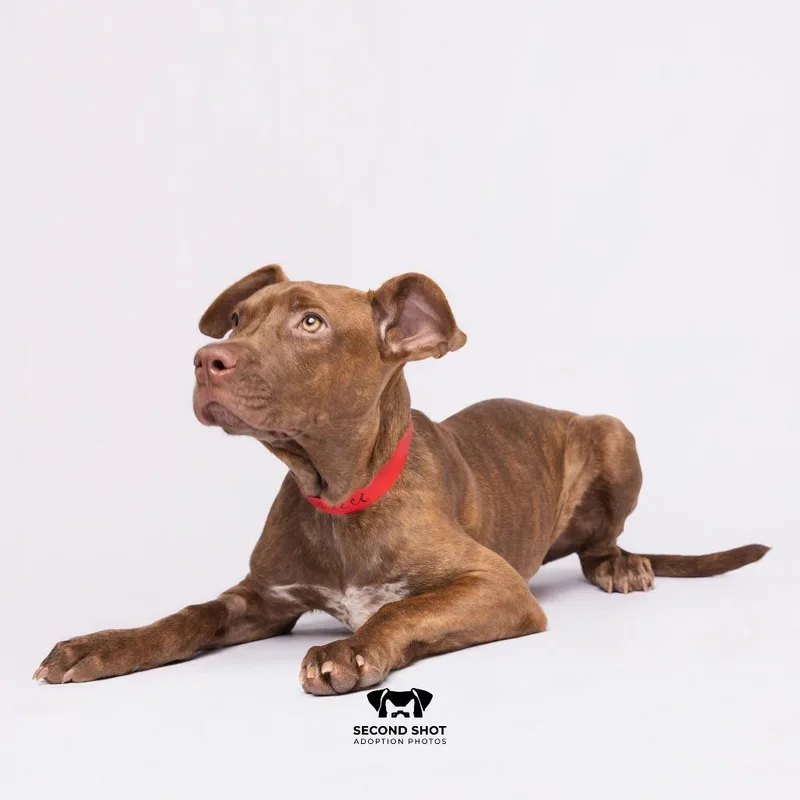 A young medium-sized female Brown / Chocolate Terrier dog named Reece for adoption in Tampa, FL