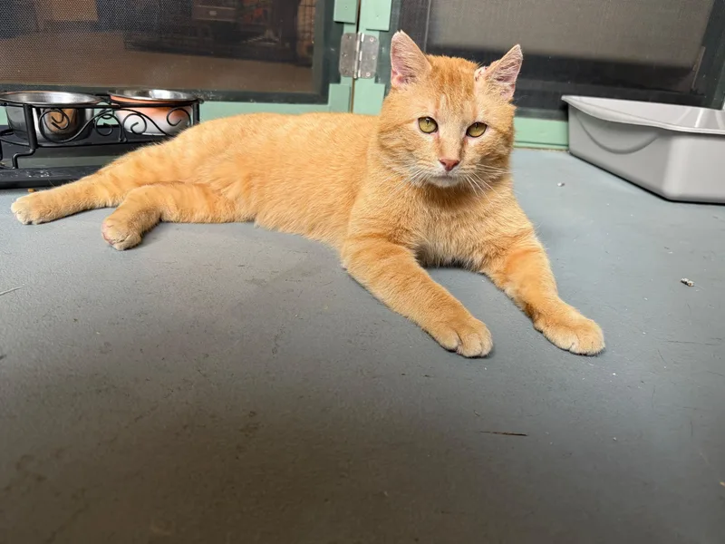 An adult medium-sized male Orange / Red Domestic Short Hair cat named Patrick for adoption in Oberlin, OH