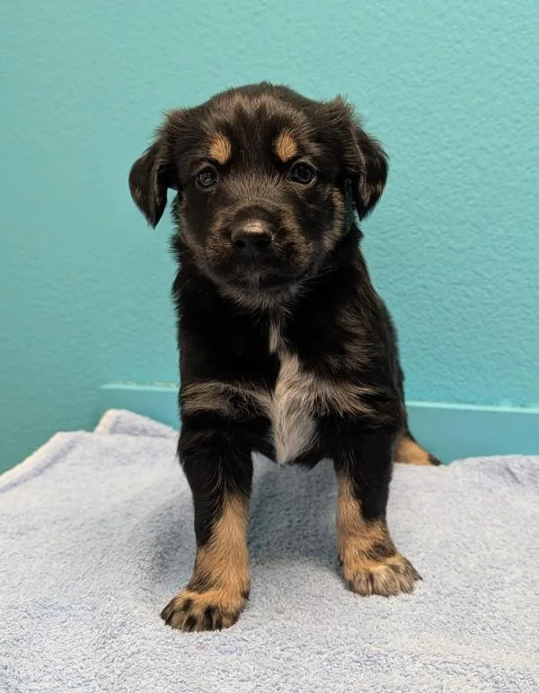 A baby large-sized male Shepherd dog named River for adoption in Escondido, CA