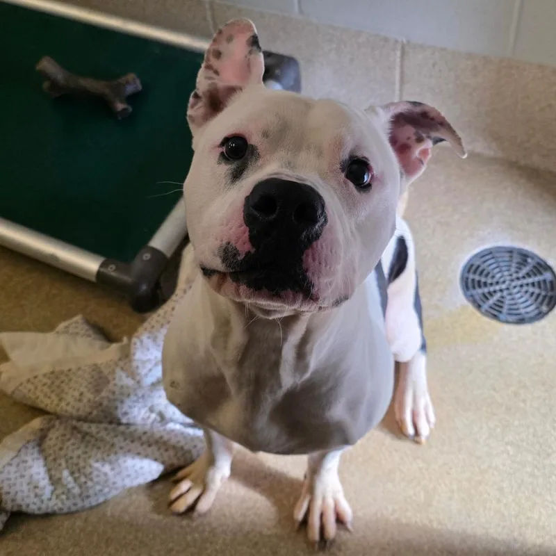 An adult medium-sized male Black Pit Bull Terrier dog named Otto for adoption in Bristol, IN