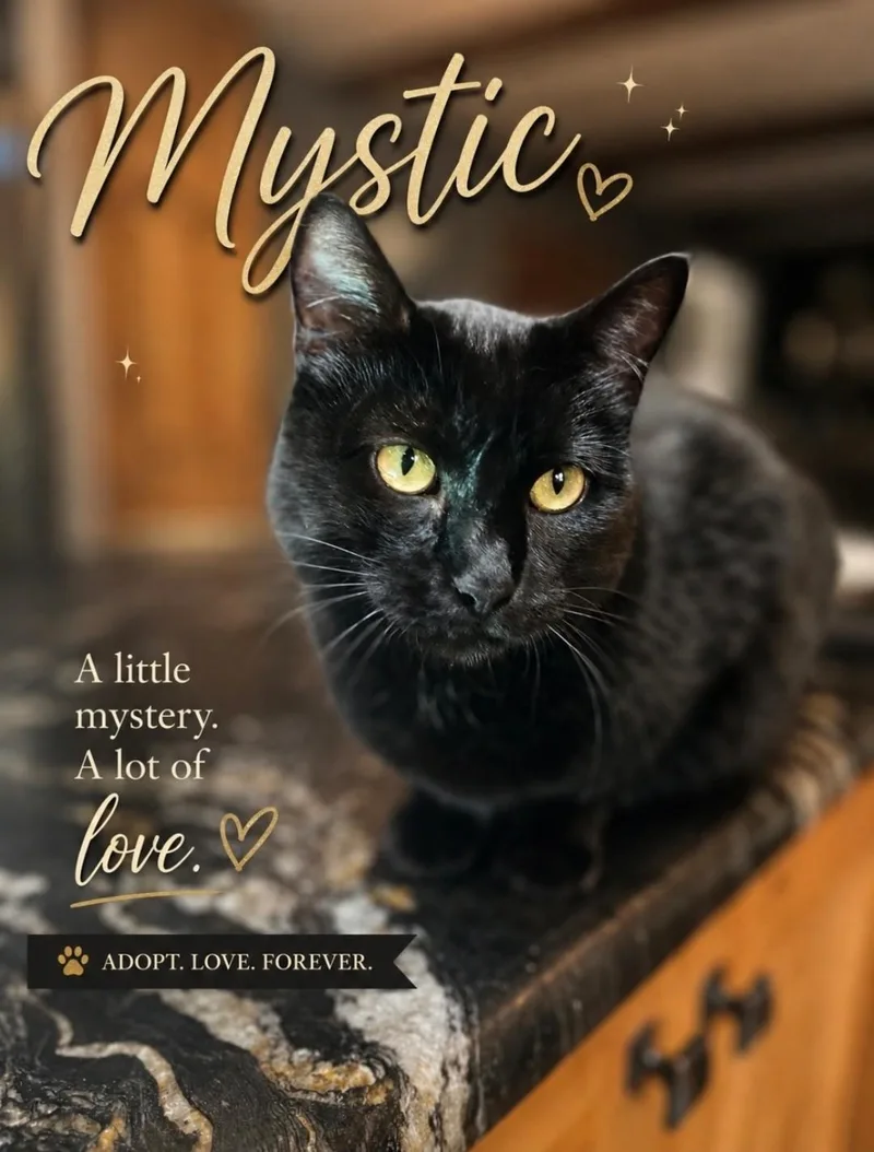 A young medium-sized female Black Domestic Short Hair cat named Mystic for adoption in Kearney, NE