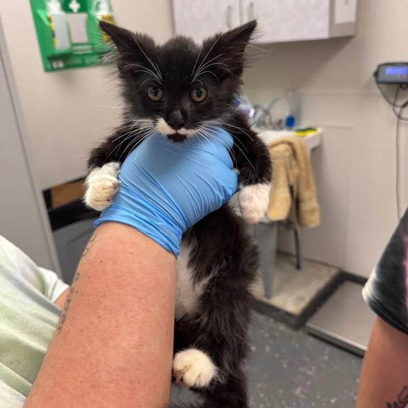 A baby small-sized male Black Domestic Long Hair cat named Timon for adoption in Columbiana, AL