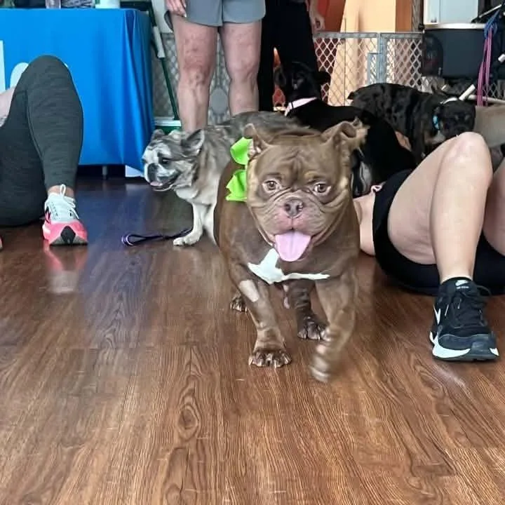An adult medium-sized female Brown / Chocolate American Bully dog named Kari for adoption in Huber Heights, OH