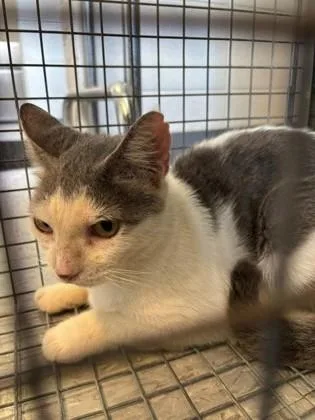 An adult medium-sized female Domestic Short Hair cat named Lynell for adoption in Port Allen, LA
