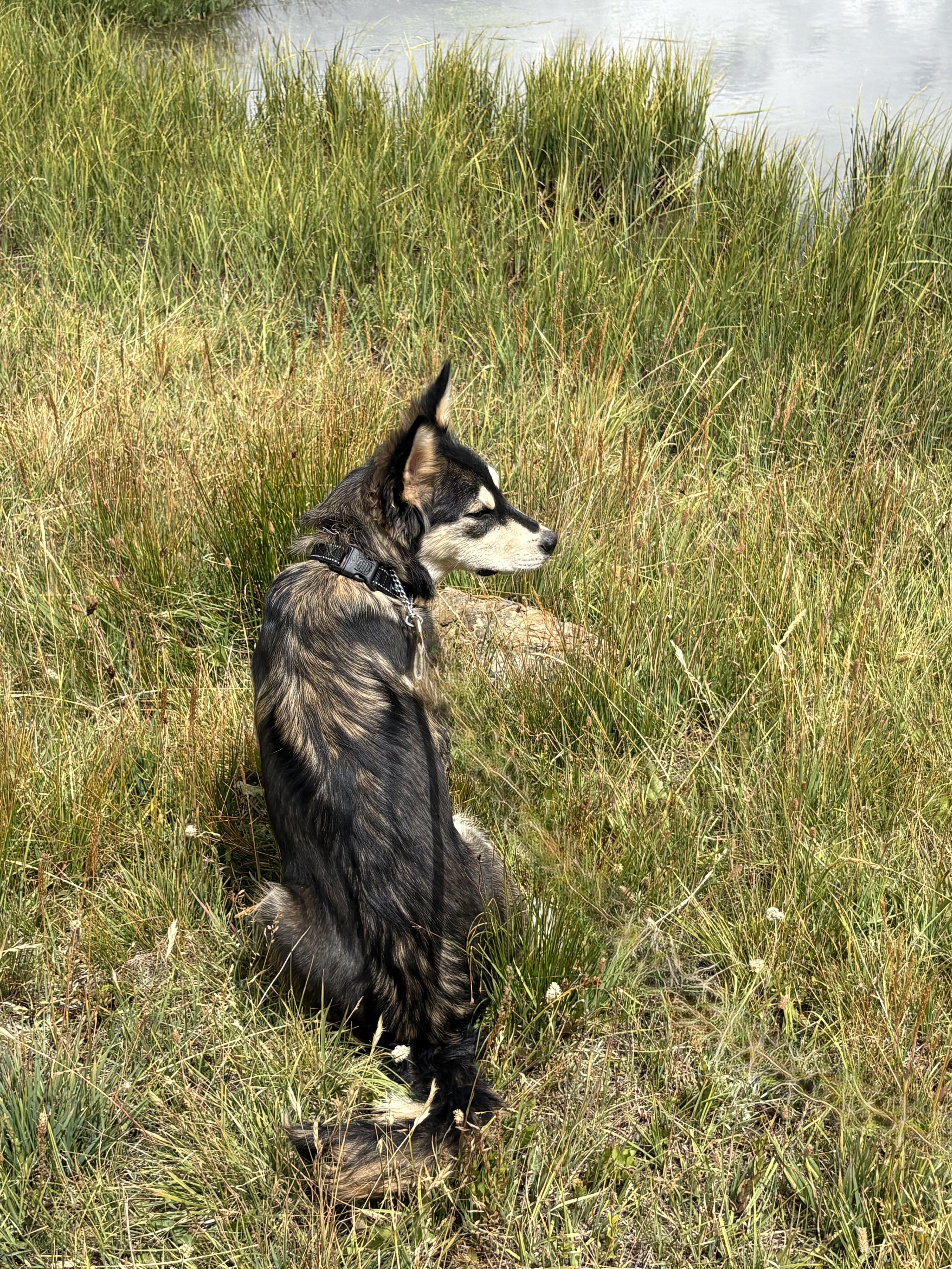 A young medium-sized female Husky dog named Pubs for adoption in Cheyenne, WY