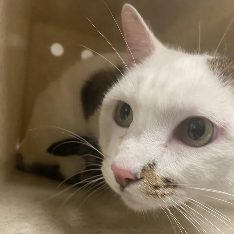 An adult large-sized female White Domestic Short Hair cat named Georgie for adoption in Reno, NV
