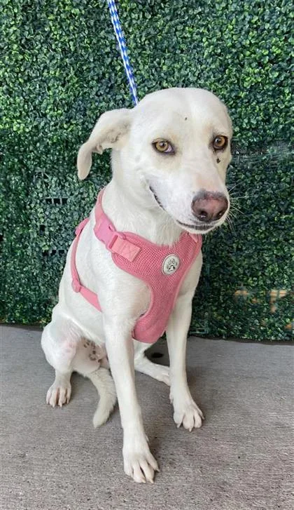 An adult medium-sized female White / Cream Shepherd dog named Mi Mi for adoption in El Paso, TX