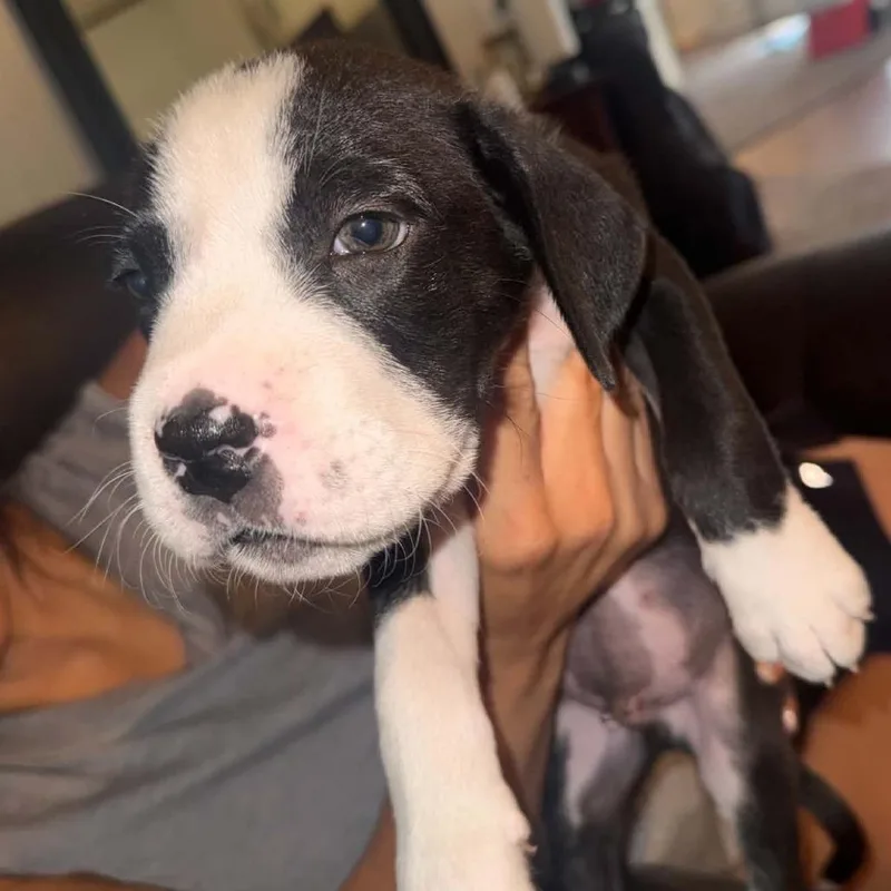 A baby small-sized male Black Boxer dog named Tyrone for adoption in Oceanside, NY