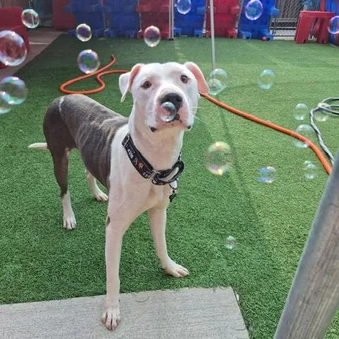 A young medium-sized male Pit Bull Terrier dog named Ellis for adoption in Chicago, IL