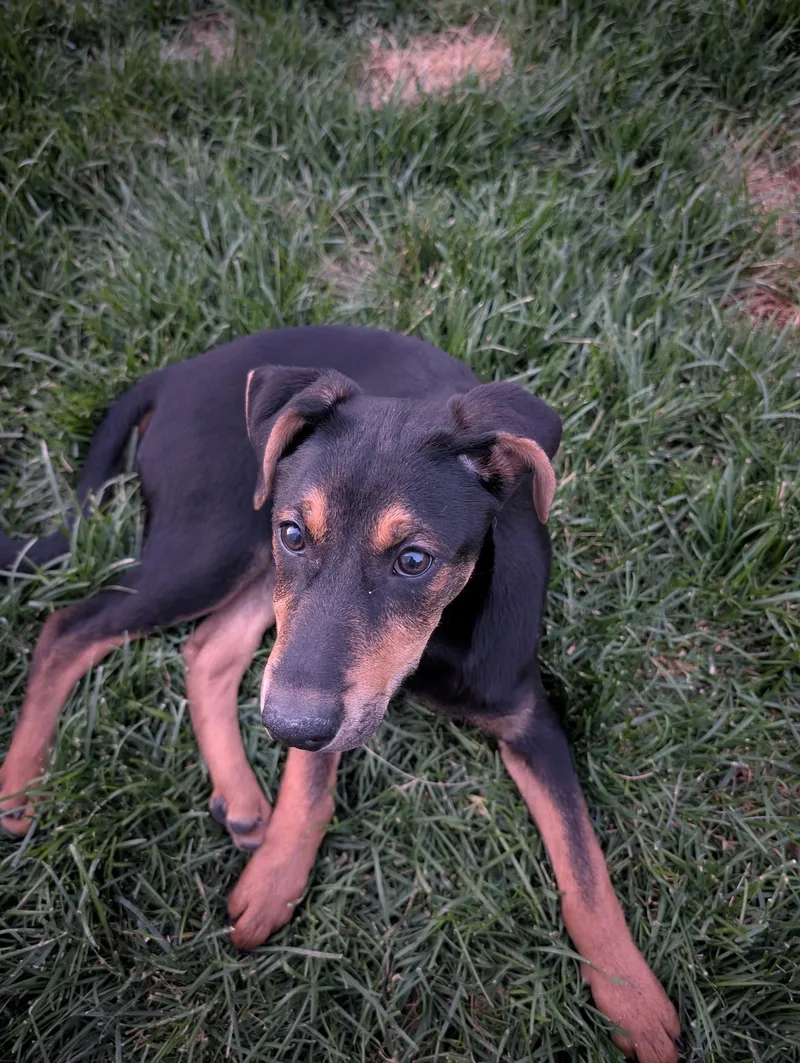 Reeses Pup
