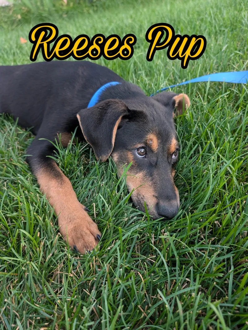 Reeses Pup thumbnail 2