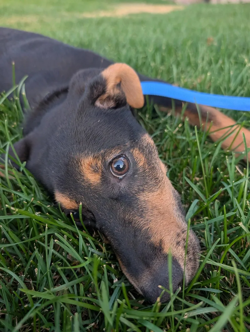 Reeses Pup thumbnail 3