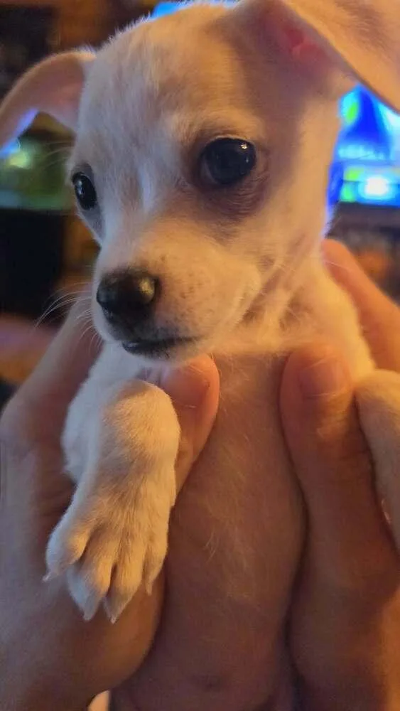 A baby small-sized female Chihuahua dog named Country Cuties : Reba for adoption in Aurora, IN