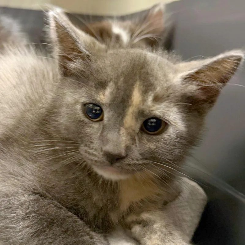 A baby small-sized female Tortoiseshell Domestic Short Hair cat named Glitter Tiger for adoption in Providence, RI