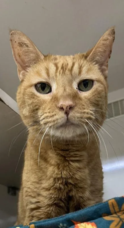 A senior medium-sized male Domestic Short Hair cat named Hallow for adoption in Genoa, IL