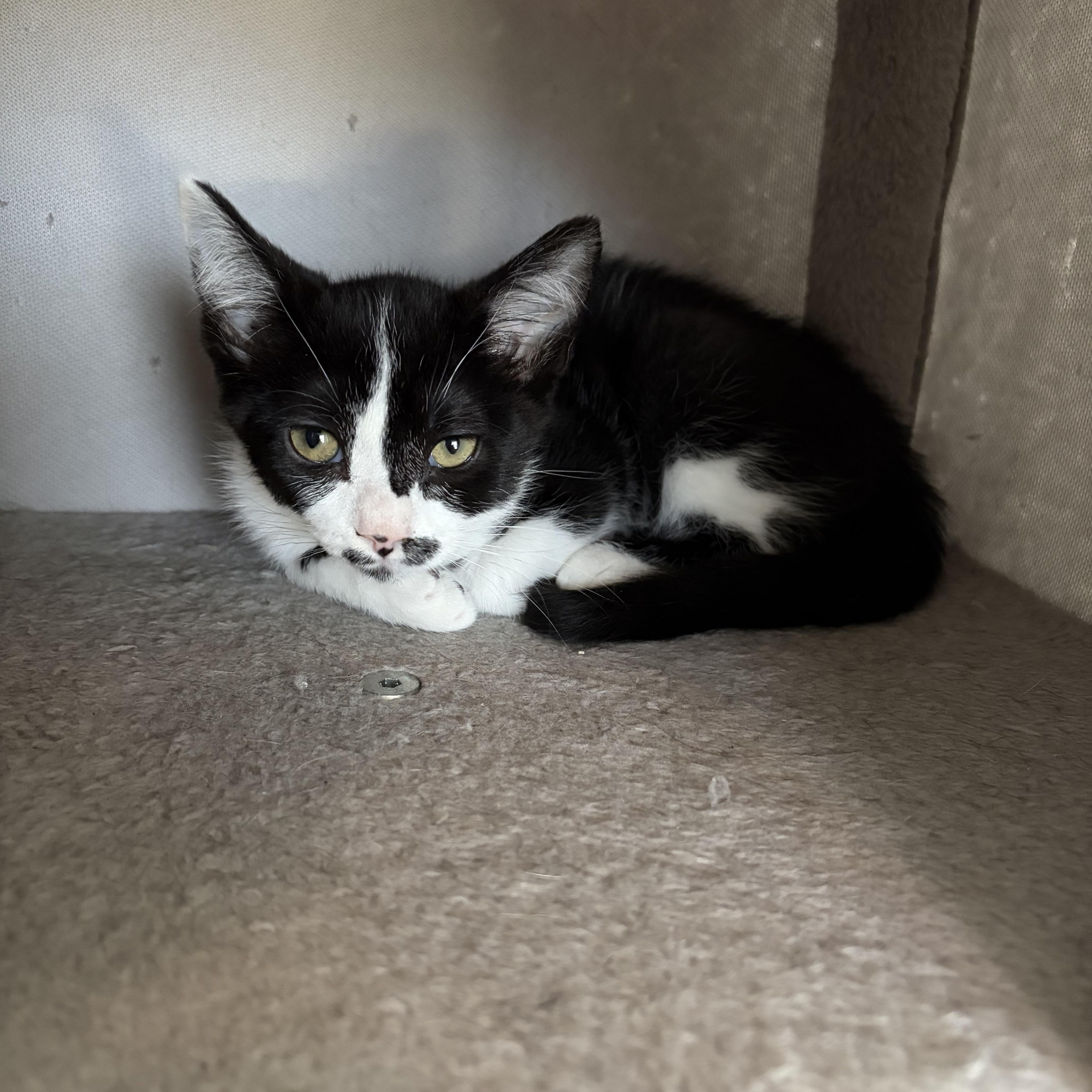 A baby medium-sized female Black & White / Tuxedo Domestic Short Hair cat named Tiki for adoption in Fresno, CA