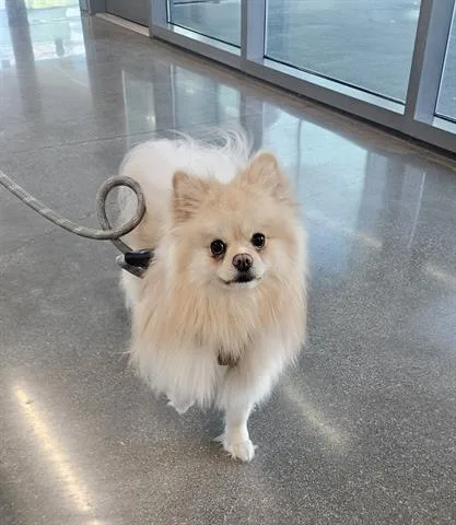 A young small-sized male Pomeranian dog named Pochi for adoption in San Martin, CA