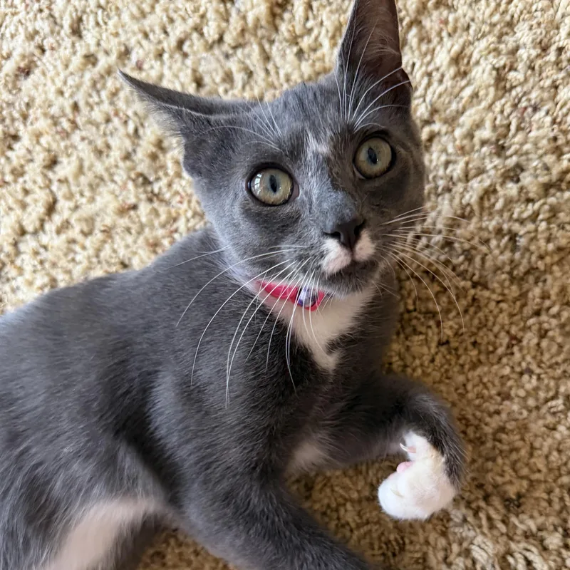A baby medium-sized female Gray & White Domestic Short Hair cat named Sterling for adoption in Denver, NC