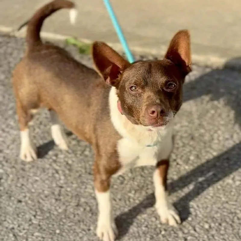 A young small-sized male Chihuahua dog named Dino for adoption in Norwood, OH