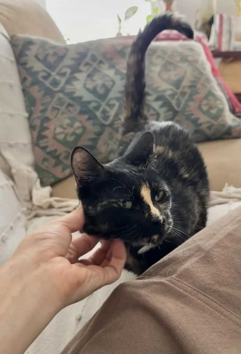 An adult medium-sized female Tortoiseshell Domestic Short Hair cat named Millie for adoption in New Orleans, LA