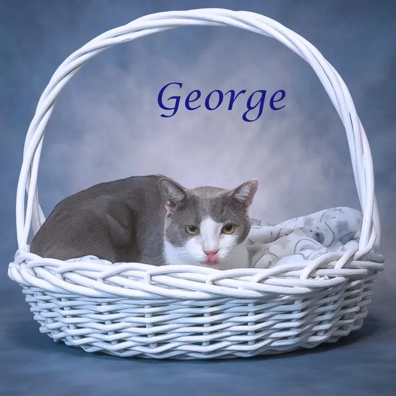 An adult medium-sized male Gray / Blue / Silver Domestic Short Hair cat named George C for adoption in Lebanon, TN