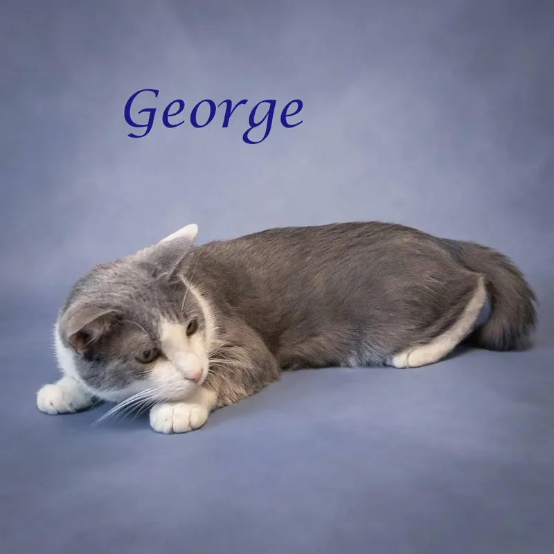 George C thumbnail 2