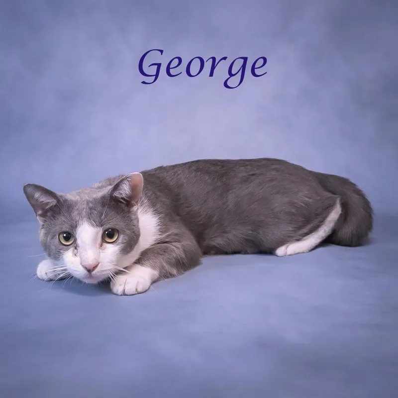 George C thumbnail 3