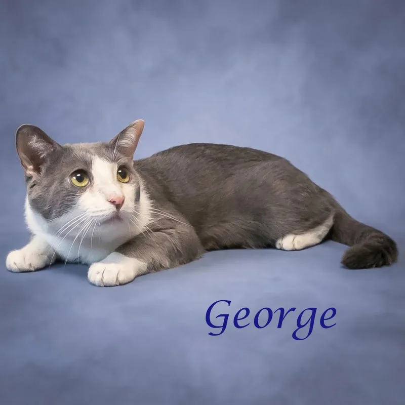 George C thumbnail 4