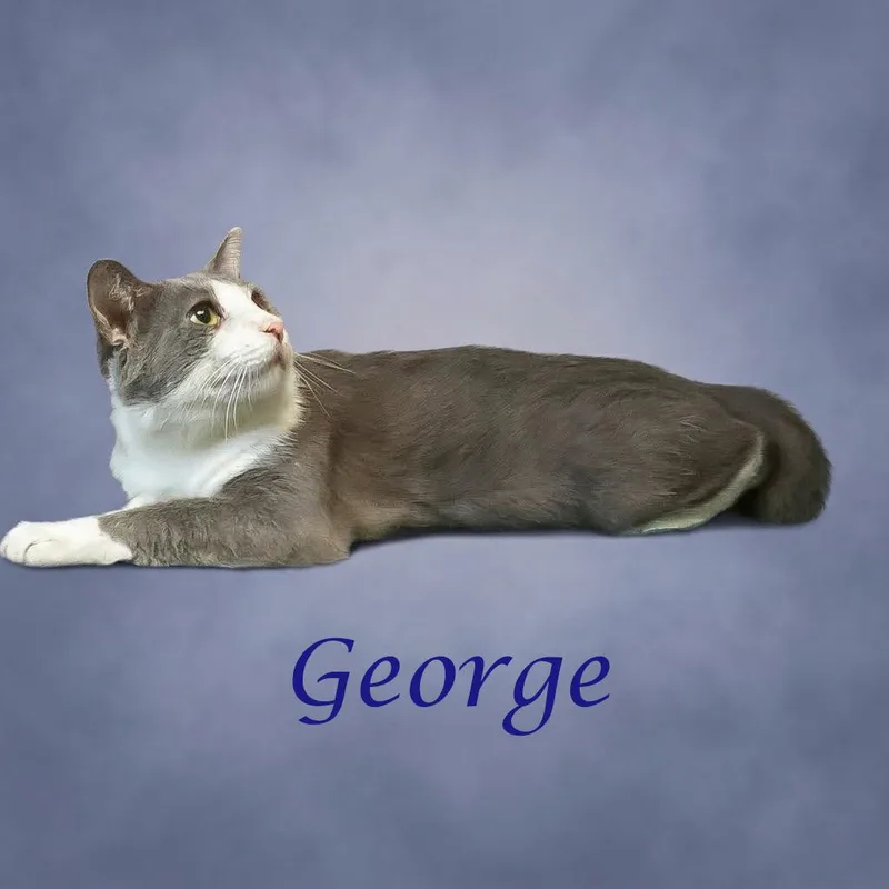George C thumbnail 5
