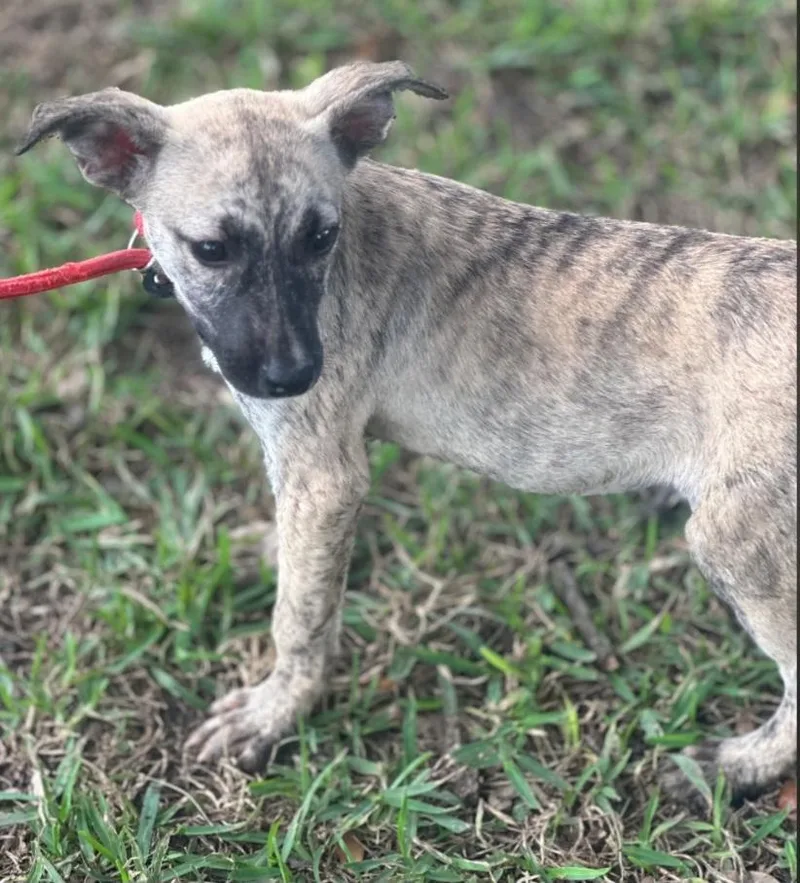 A baby medium-sized female Bicolor Husky dog named Petite for adoption in Houston, TX