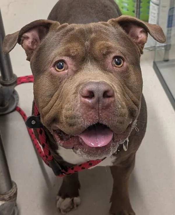 A young large-sized male Staffordshire Bull Terrier dog named Scooby for adoption in El Cajon, CA