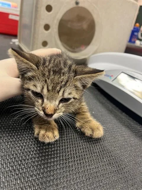 A baby small-sized male Domestic Short Hair cat named Larry The Lizard for adoption in Thousand Palms, CA