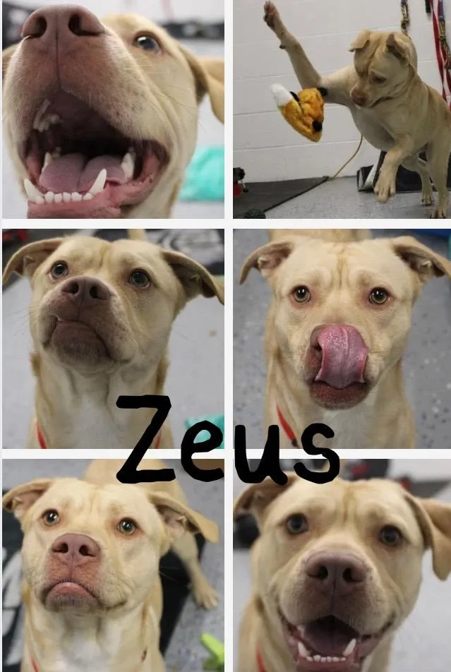 Zeus thumbnail 2