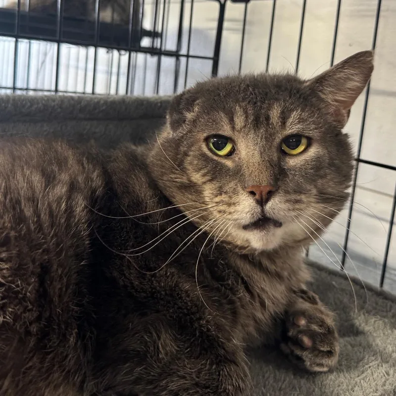 Mr Grey Arc thumbnail 2