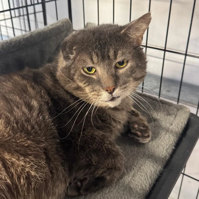 Mr Grey Arc thumbnail 3