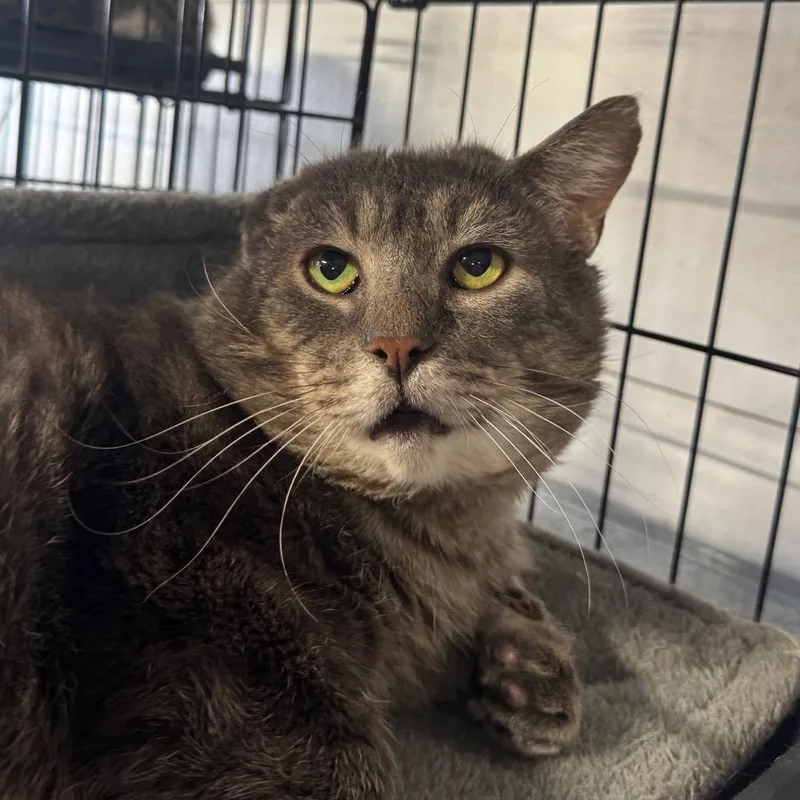 Mr Grey Arc thumbnail 4