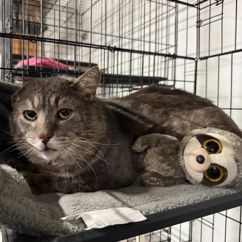 Mr Grey Arc thumbnail 5