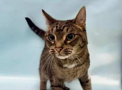 An adult small-sized female Domestic Short Hair cat named Tiny for adoption in Coon Rapids, MN