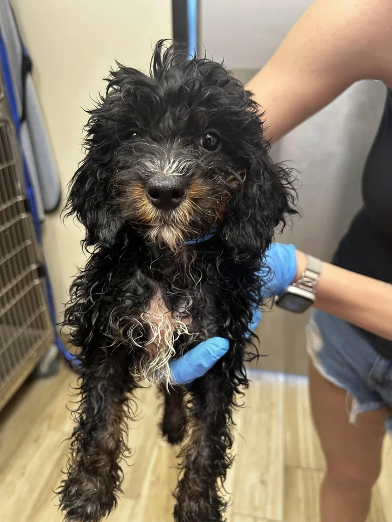 A baby small-sized male Bernese Mountain Dog dog named Zoro for adoption in Valrico, FL