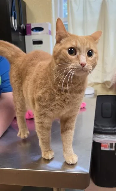 An adult medium-sized female Domestic Short Hair cat named Momma for adoption in Cookeville, TN
