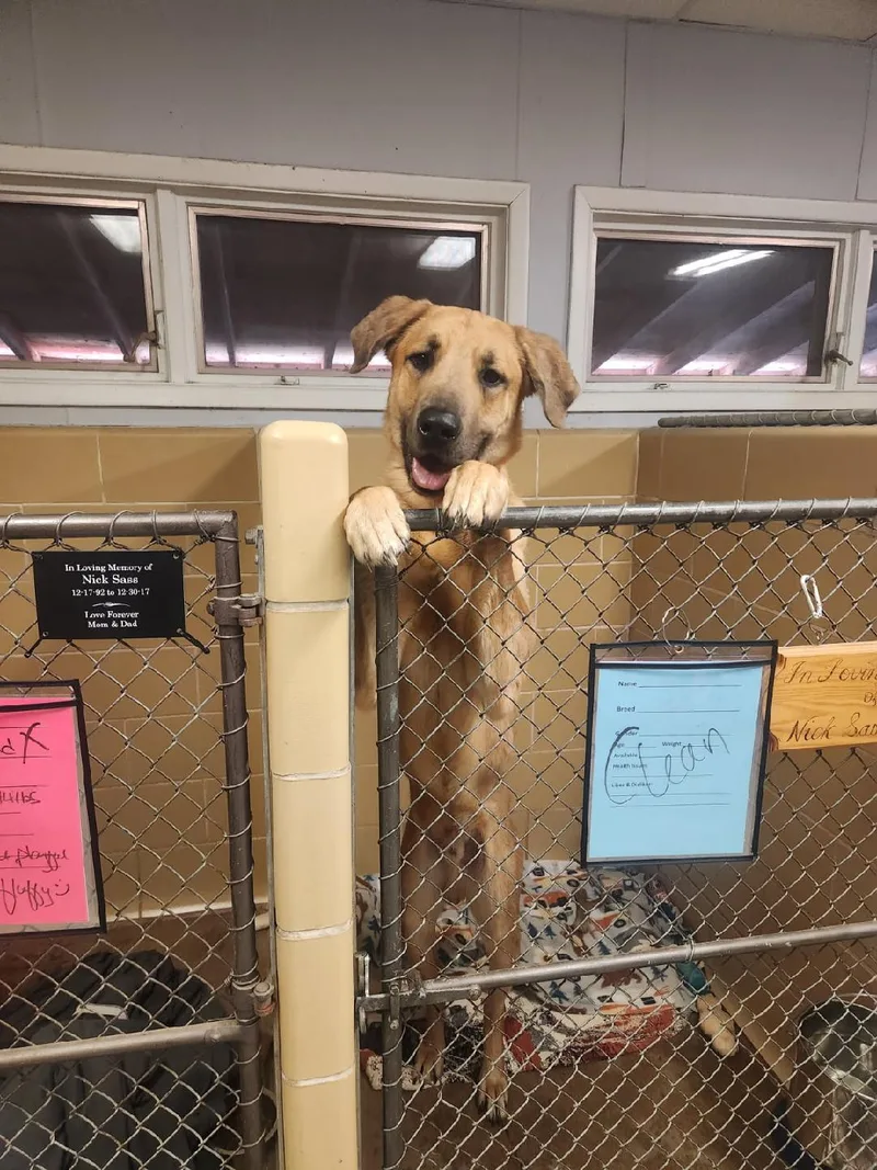 Steely Dan thumbnail 2