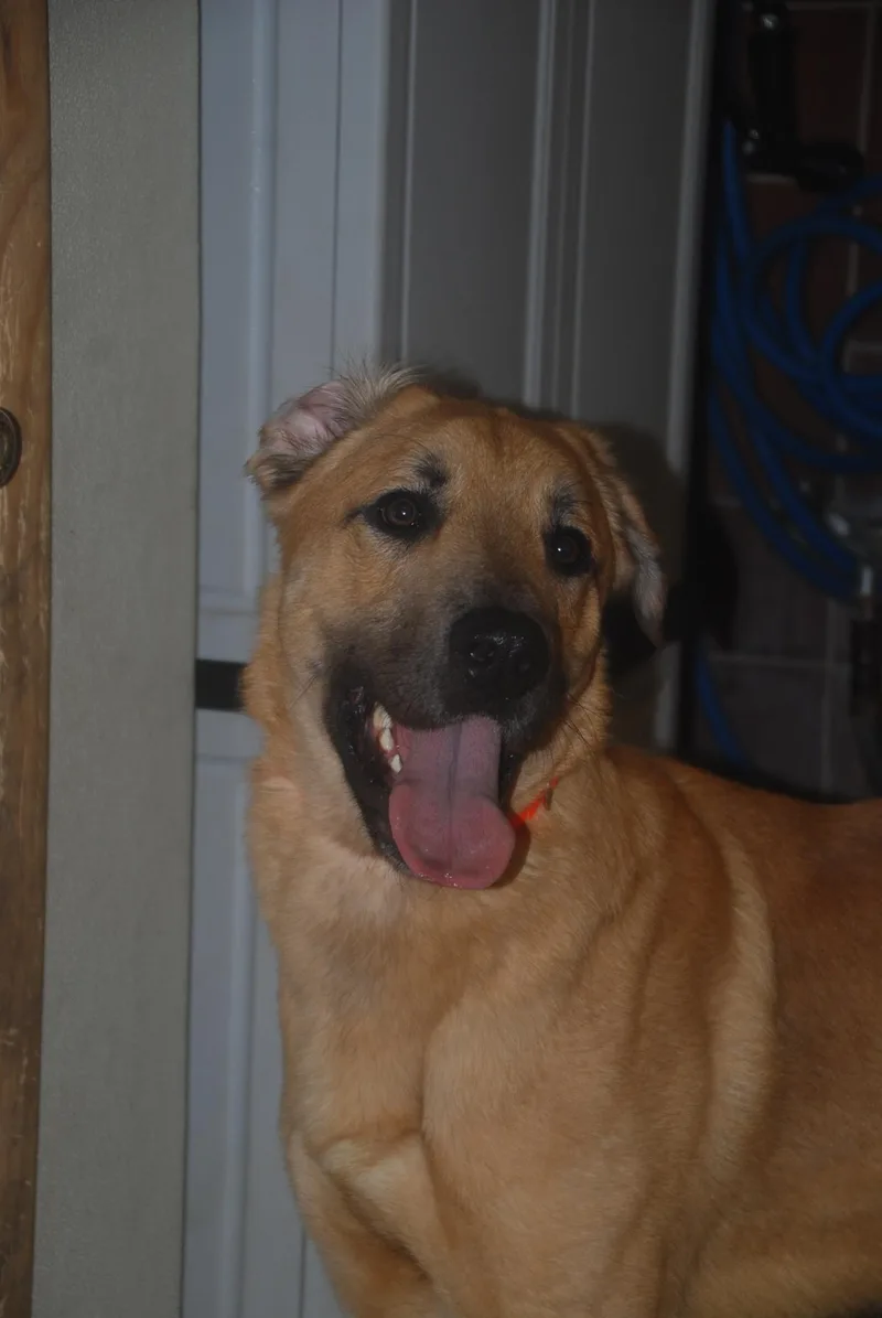 Steely Dan thumbnail 3