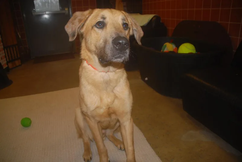 Steely Dan thumbnail 4