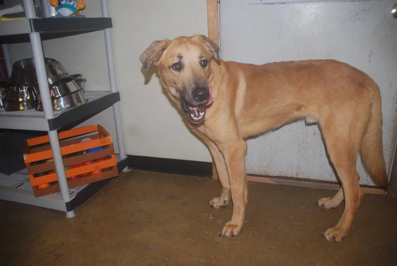 Steely Dan thumbnail 5