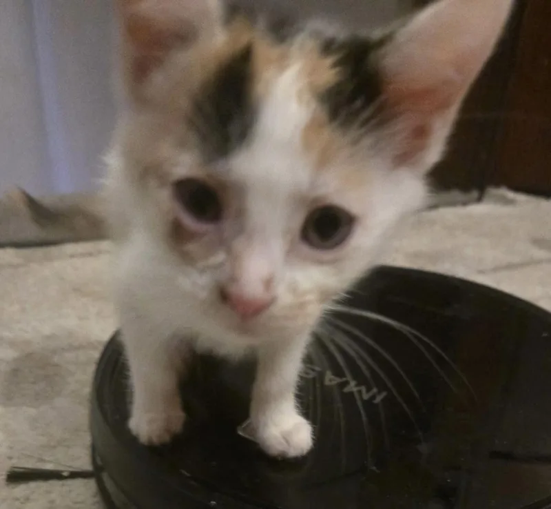 A baby medium-sized female White Domestic Short Hair cat named S'more for adoption in Cleveland, OH