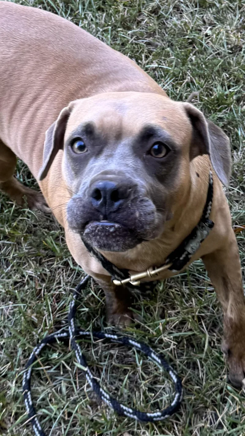 A young medium-sized female Boxer dog named Mimosa for adoption in Alexandria, LA