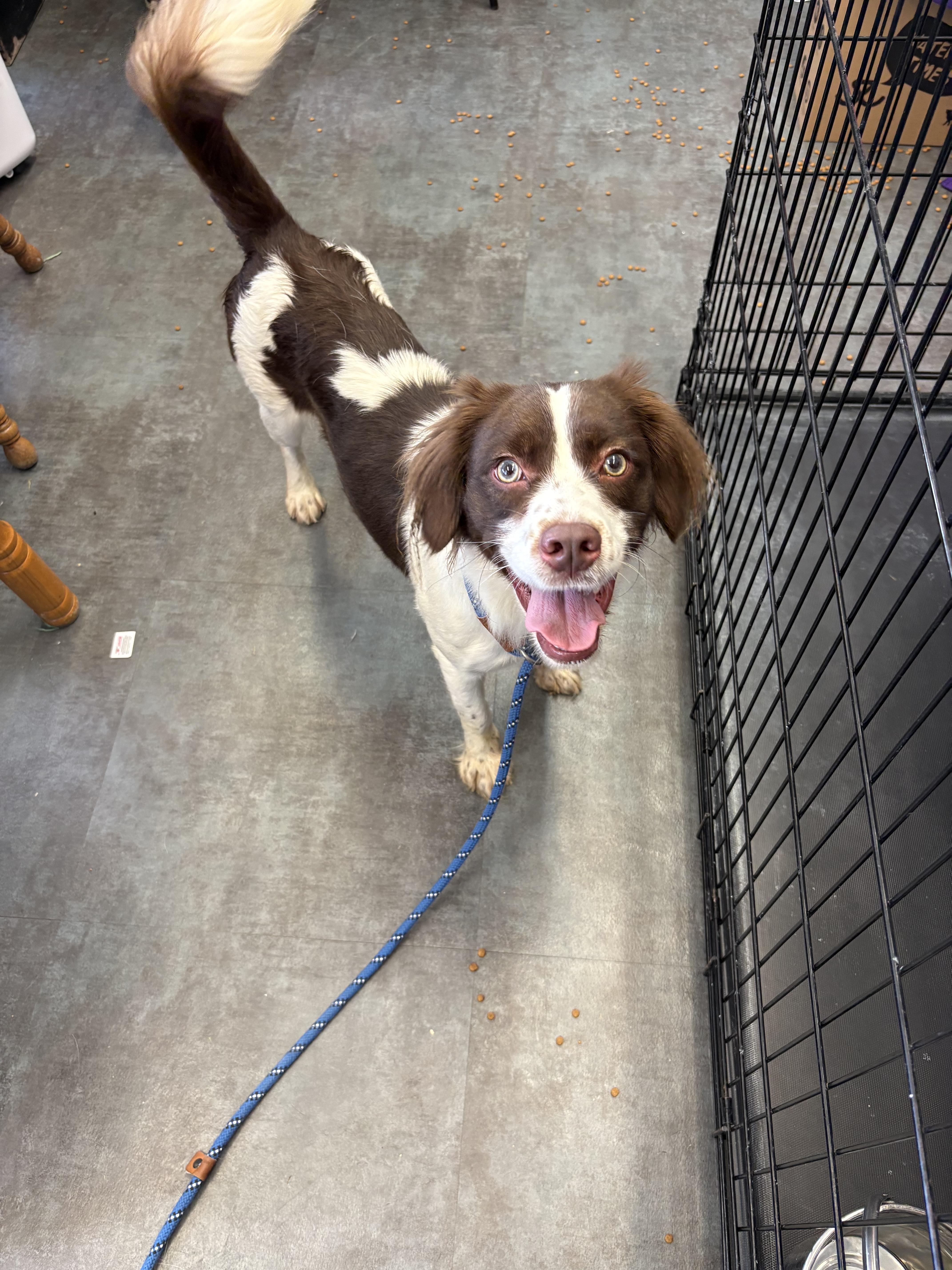 A young medium-sized female Cocker Spaniel dog named Birdie for adoption in Hermitage, PA