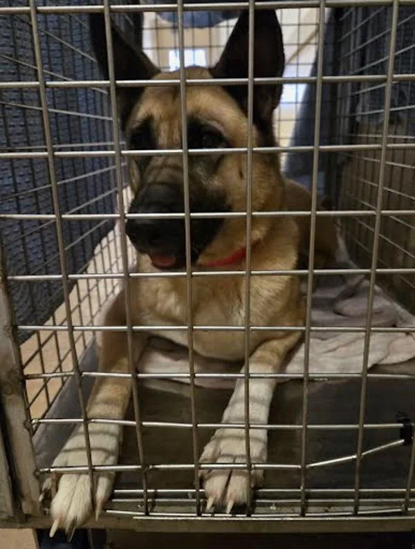 An adult medium-sized female German Shepherd Dog dog named Coco for adoption in Austin, TX